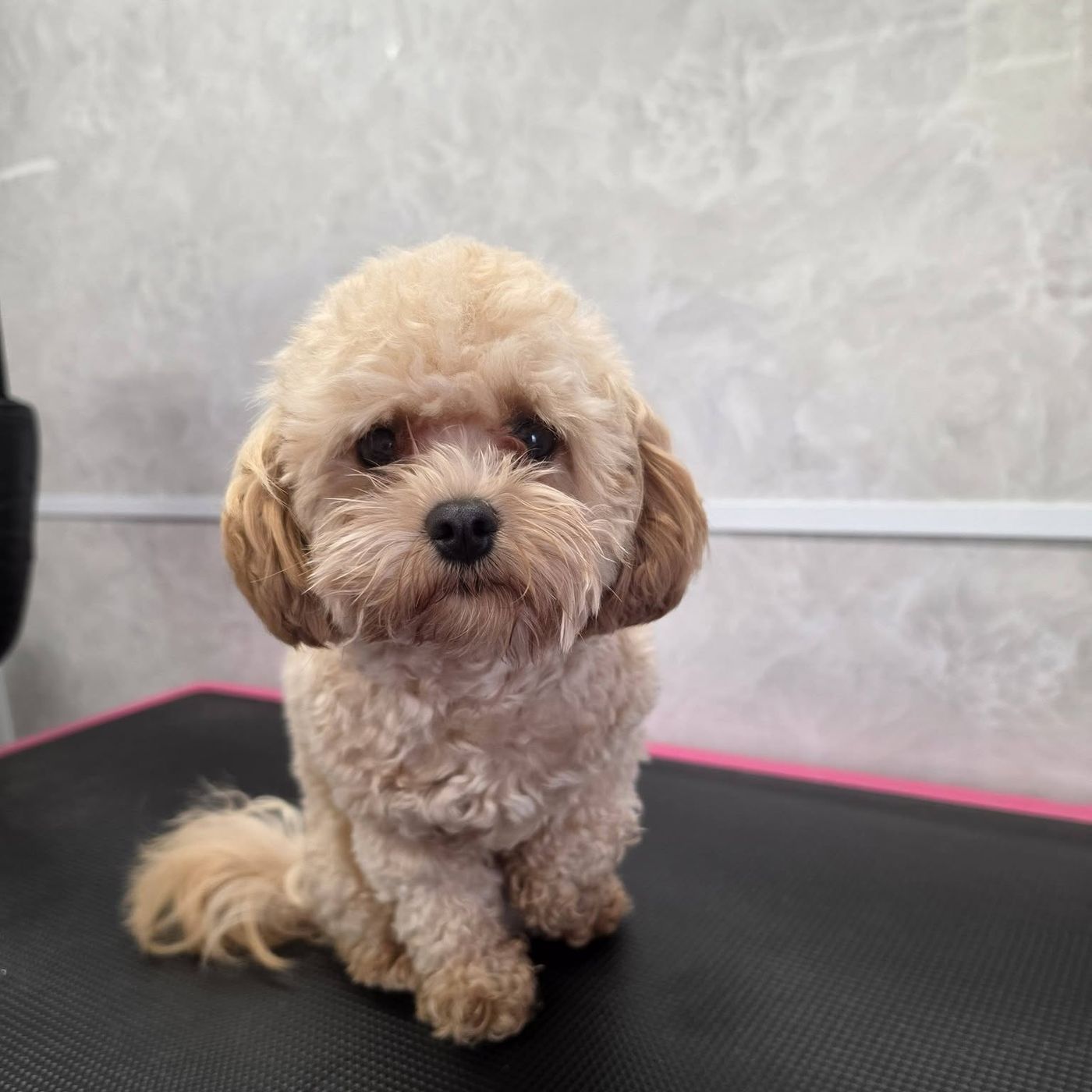Blonde maltipoo zittend op de trimtafel