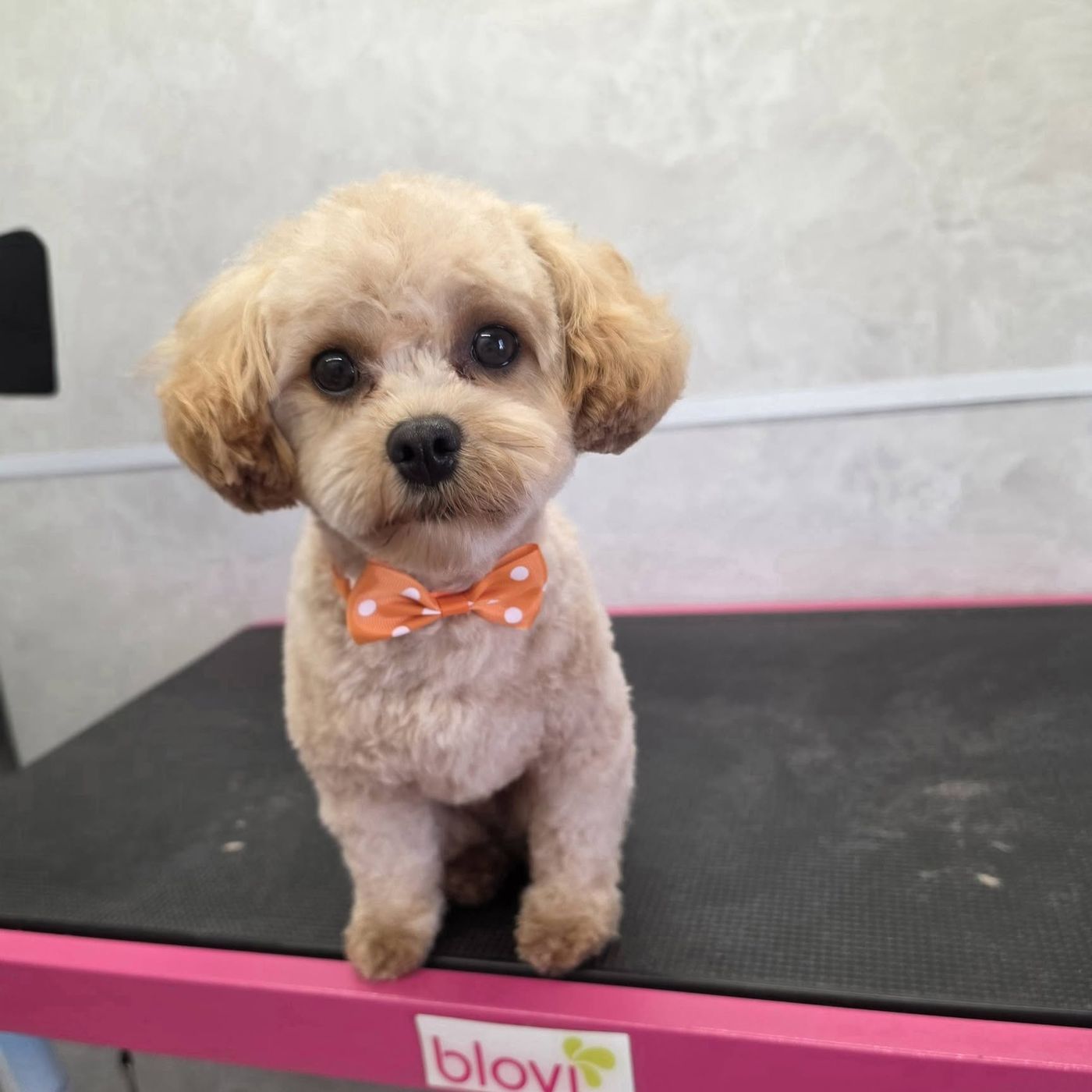 Blonde pup met een oranje strik op de trimtafel