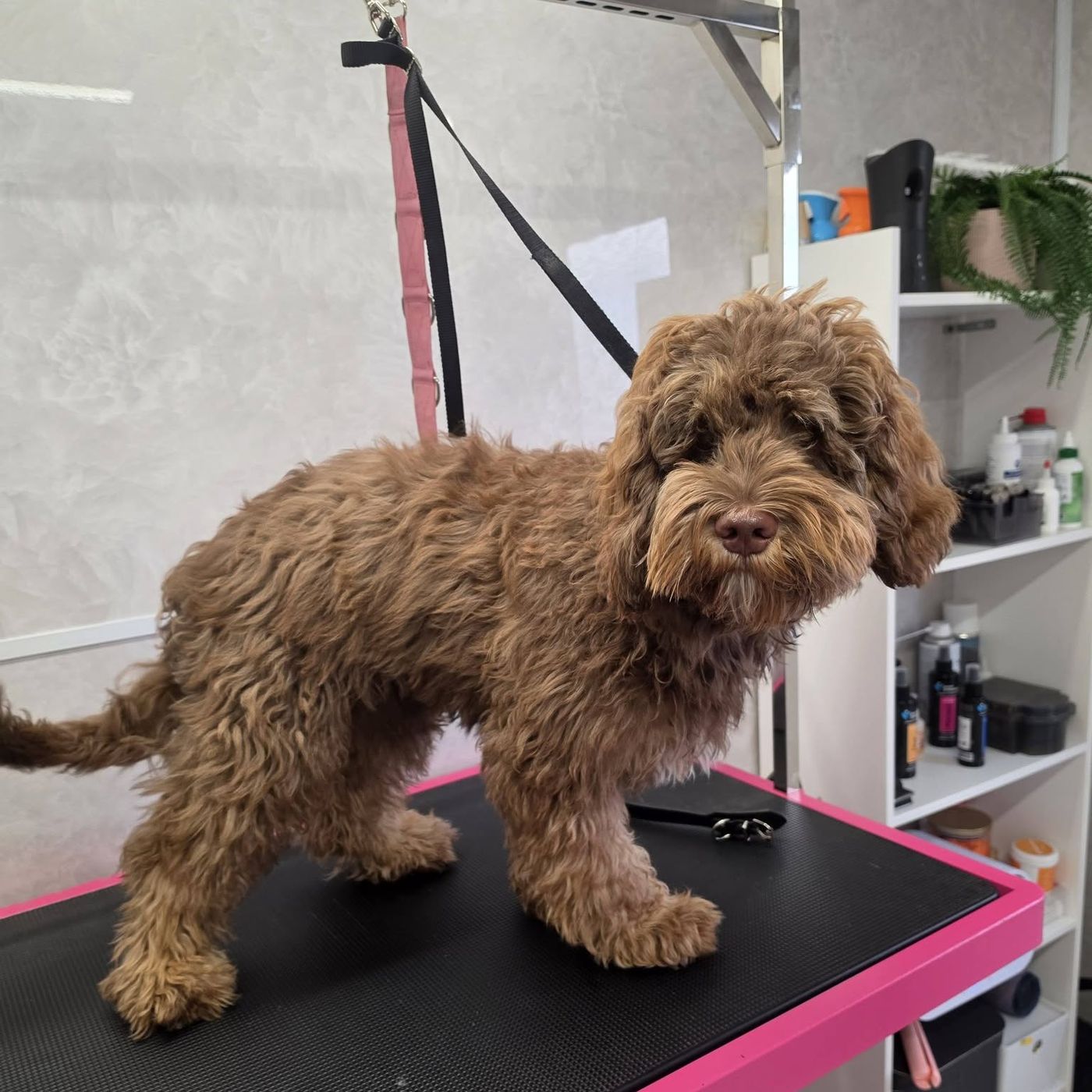 Chocoladebruine doodle staand op de trimtafel