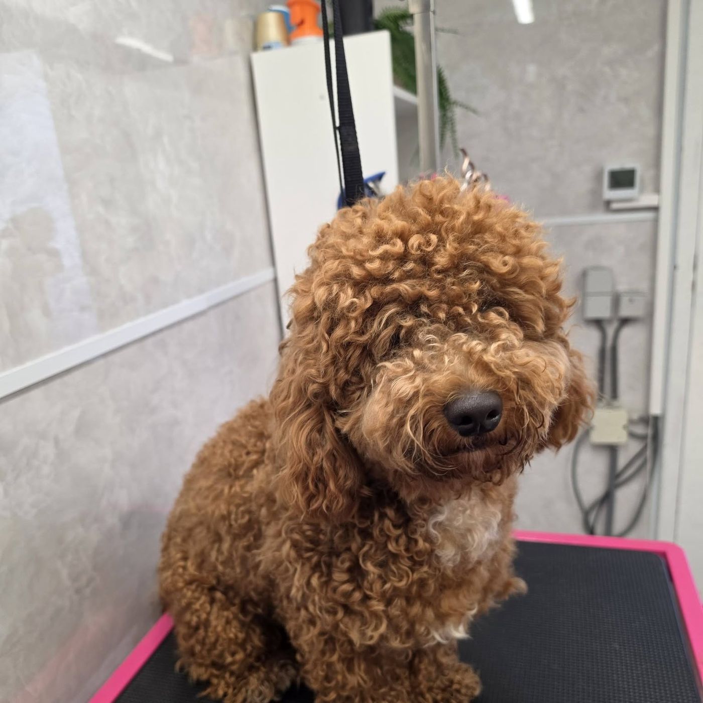 Krullende roodbruine doodle zittend op de tafel