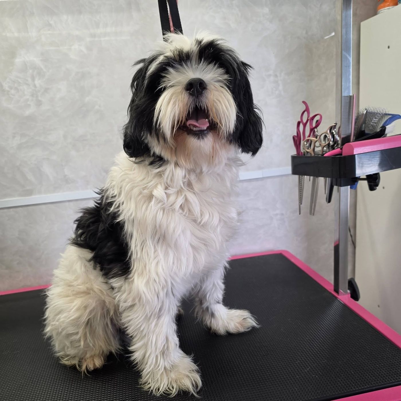 Zwart-witte shih tzu met lange vacht