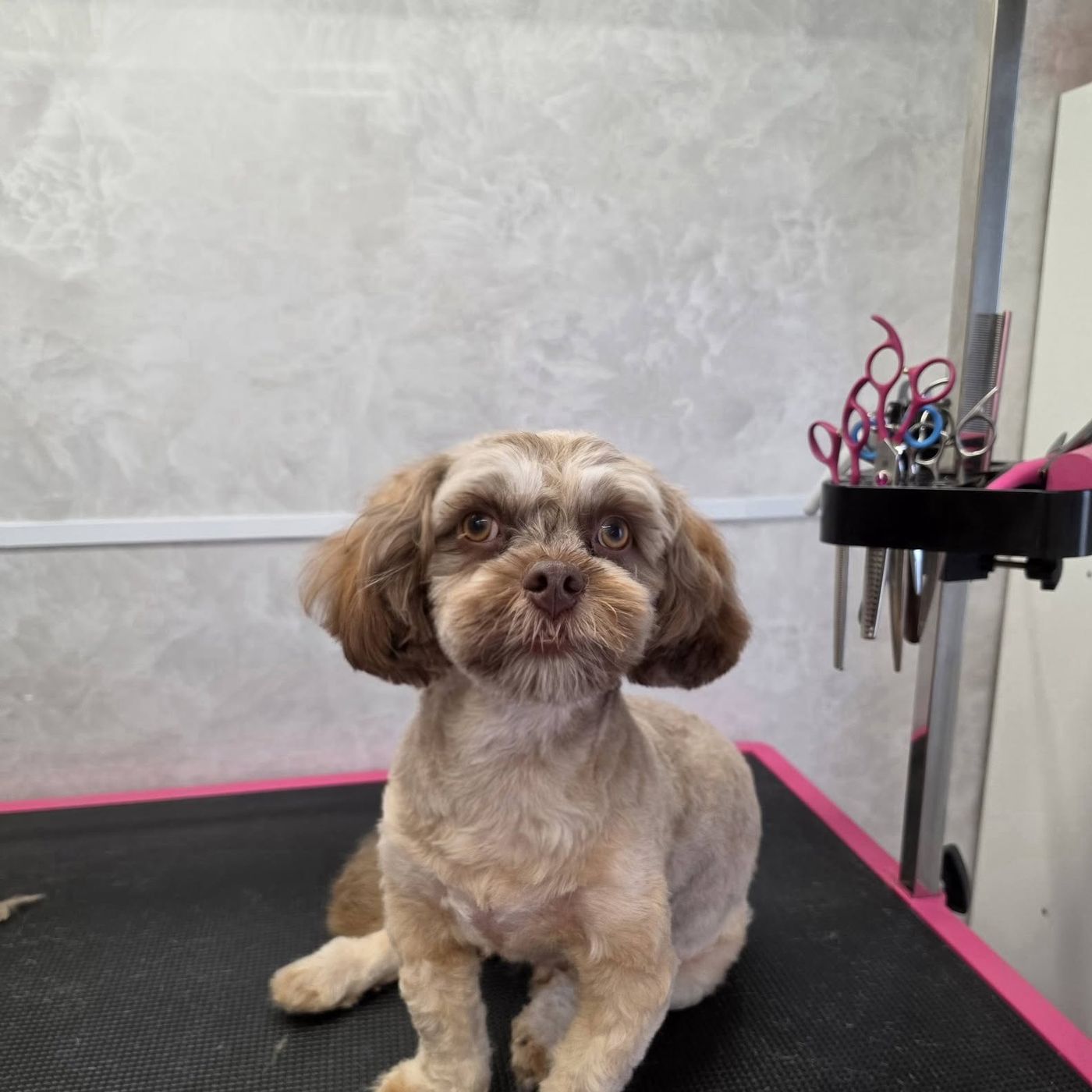 Shih tzu met een kort geknipt snoetje
