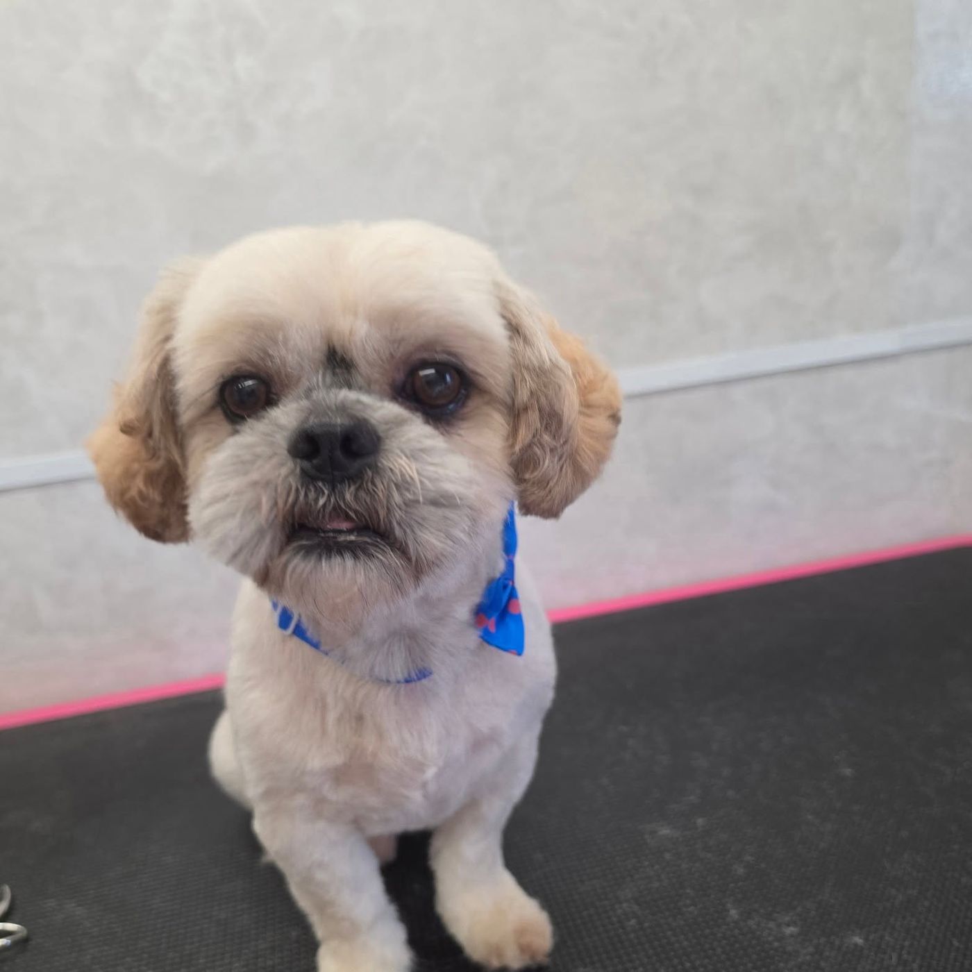Shih tzu met een blauwe bandana