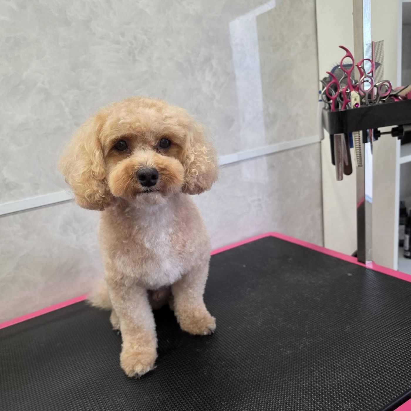 Blonde cavapoo zittend op de trimtafel