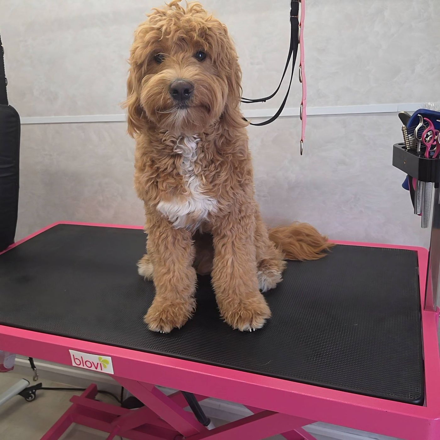 Bruine doodle met een witte bef, rechtop zittend op de roze trimtafel