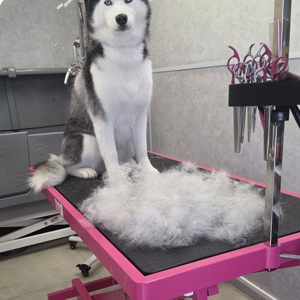 Husky op de trimtafel naast een grote berg uitgeborstelde ondervacht