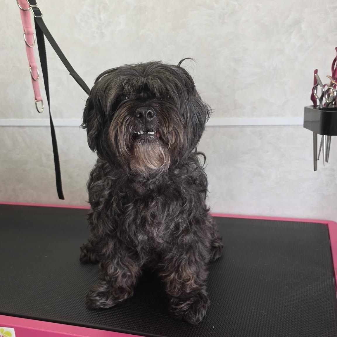 Zwarte hond met een lange, wilde vacht, vóór het trimmen
