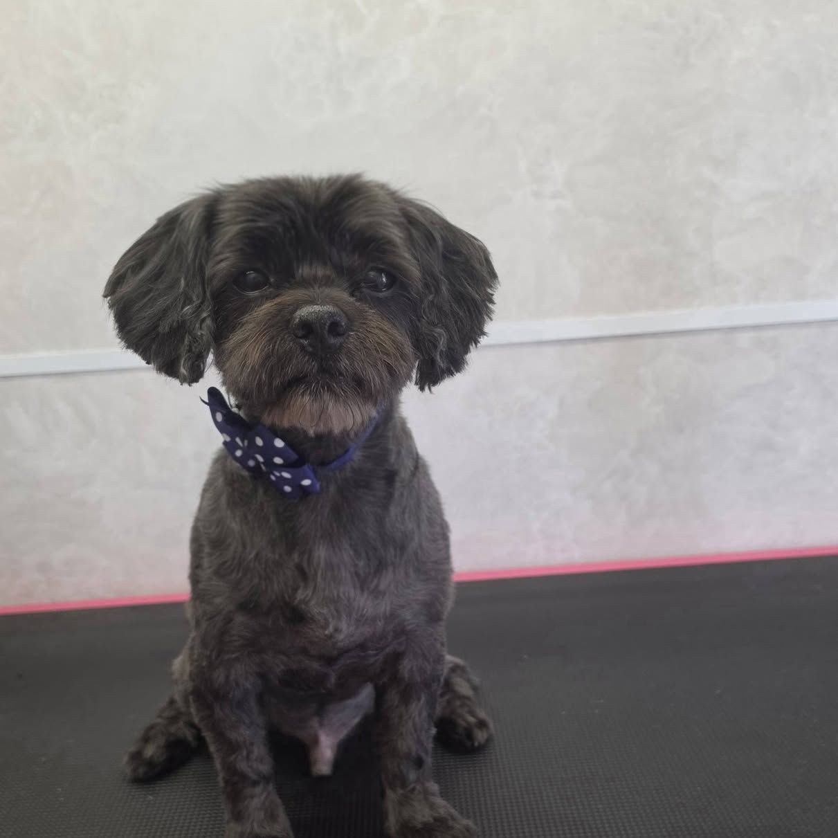 Dezelfde zwarte hond kort getrimd met een gestipte bandana