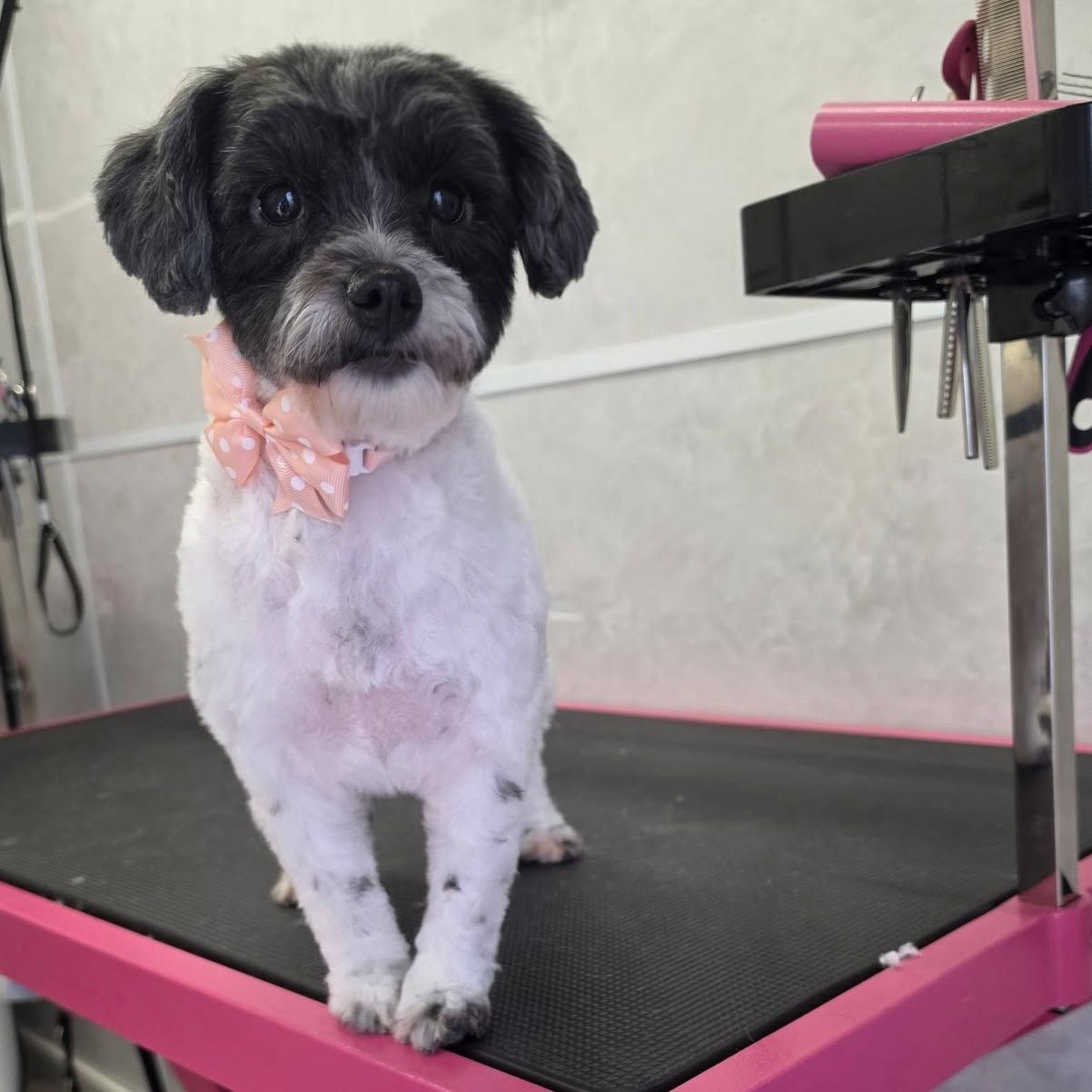 Hetzelfde hondje netjes getrimd met een roze strik