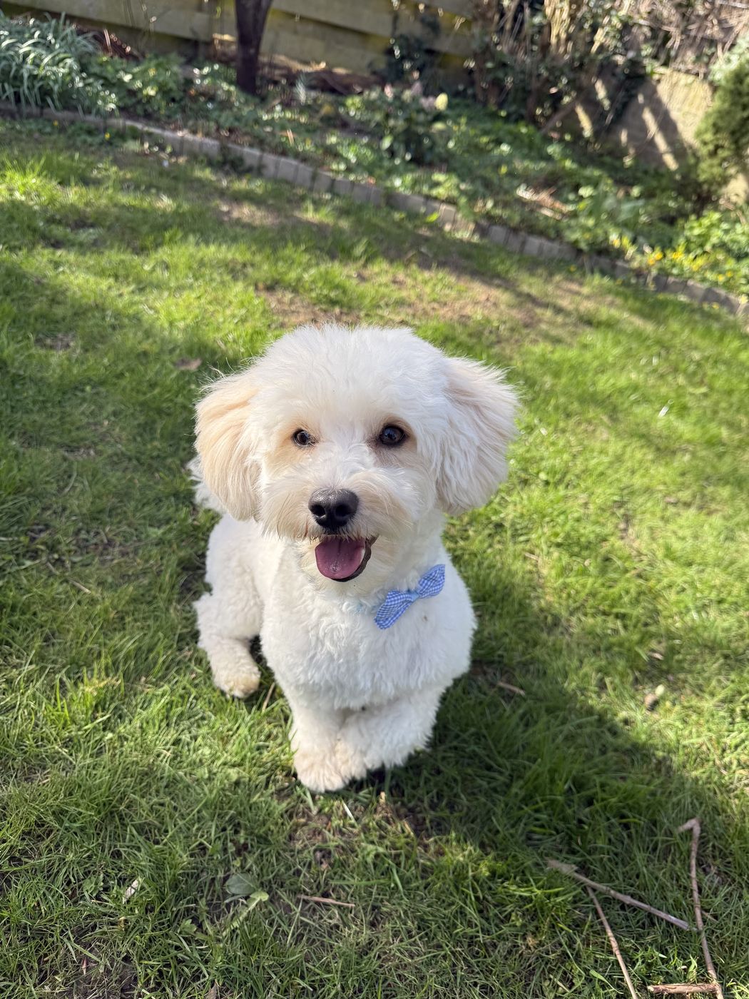 Jip, een wit hondje met een blauwe strik, op het gras