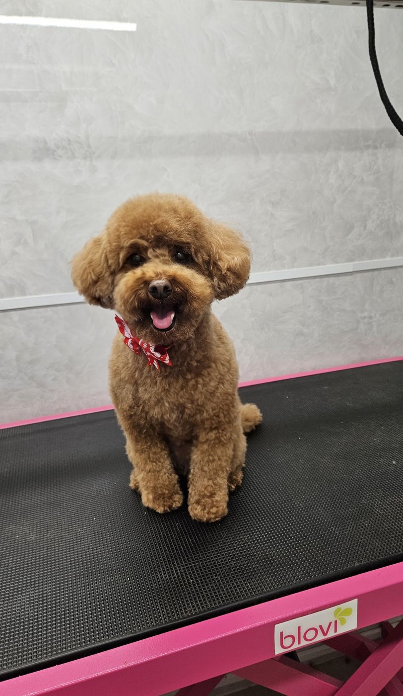 Bruine toypoedel met een rode bandana, net getrimd, op de roze trimtafel van Petite Paw Studio