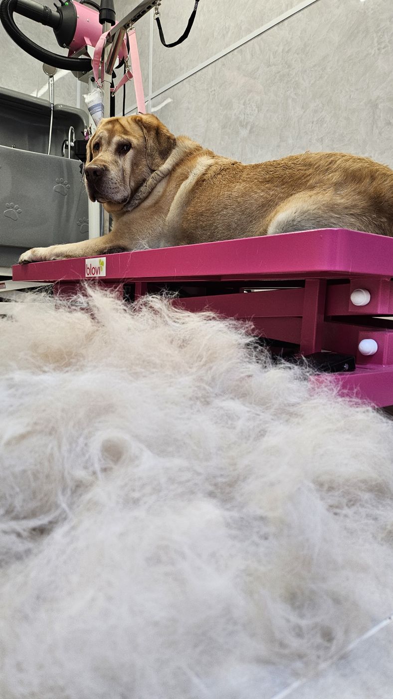 Grote hond liggend op de tafel achter een berg uitgeborstelde vacht