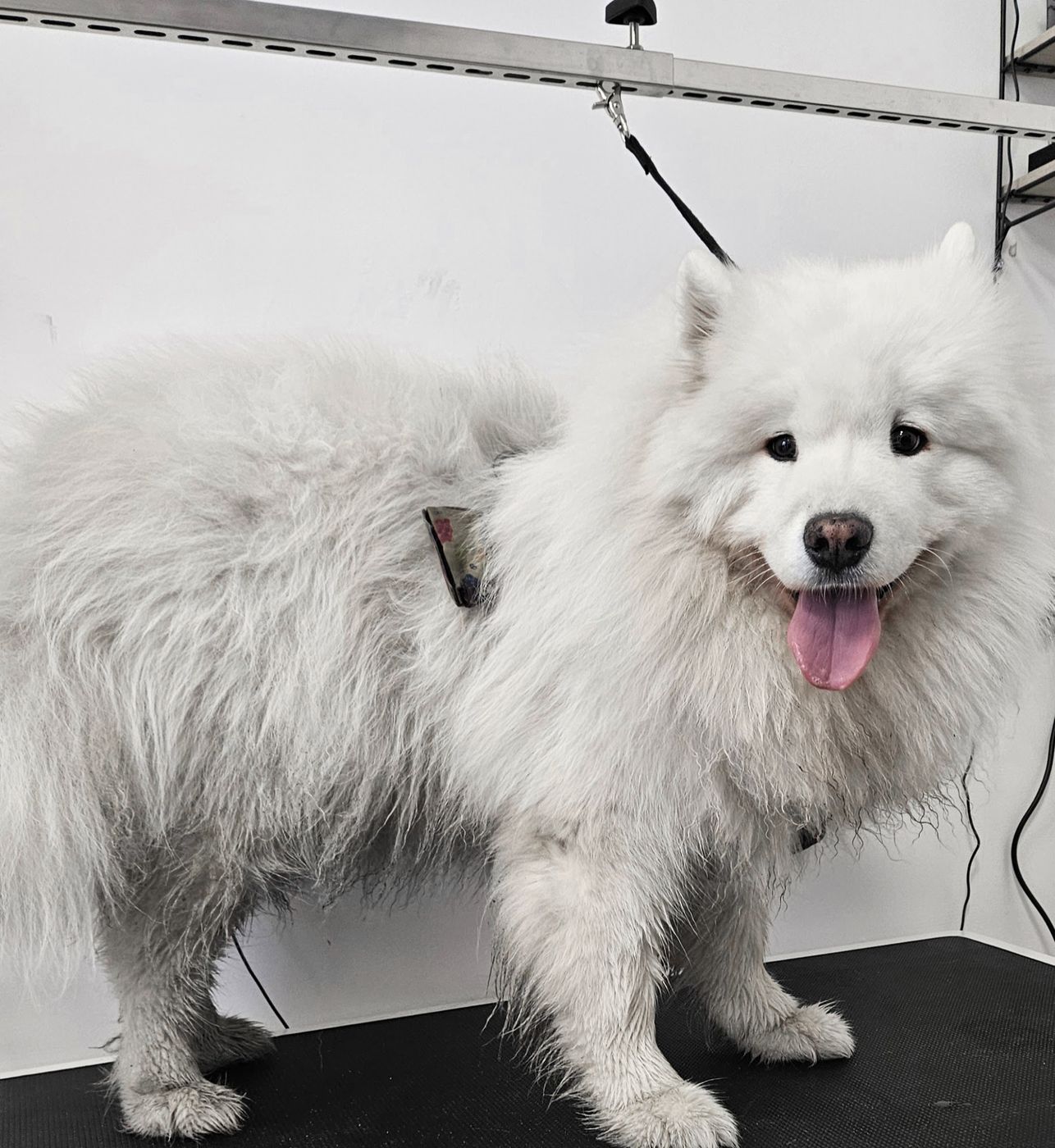 Pluizige witte Samojeed op de tafel onder de trimarm